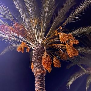 Meet your Posher, Donya